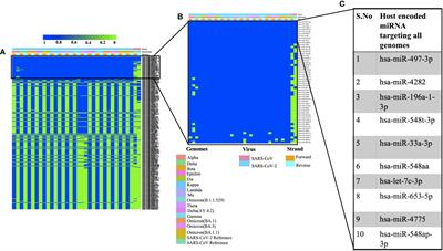 In silico analysis of SARS-CoV-2 genomes: Insights from SARS encoded non-coding RNAs